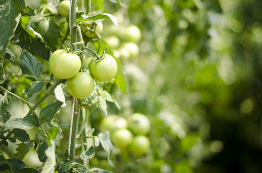 Antecedentes de Agroquimicos